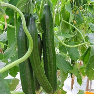 20pcs Cucumber Vegetable Seeds  Organic Vitamin Suffolk Herbs Cucumber  for Salad