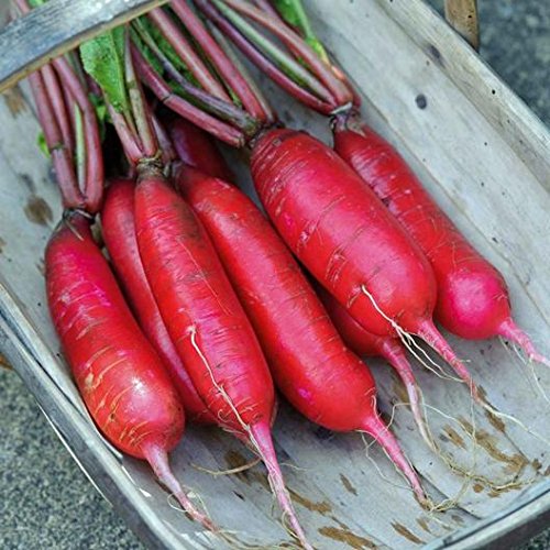 David's Garden Seeds Radish China Rose SL7344 (Red) 200 Heirloom Seeds
