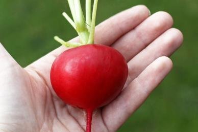 David's Garden Seeds Radish German Giant SV12Q (Red) 200 Heirloom Seeds