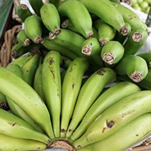 Home Comforts LAMINATED POSTER Fruit Bananas Vitamins Eat Green Healthy Poster 24x16 Adhesive Decal