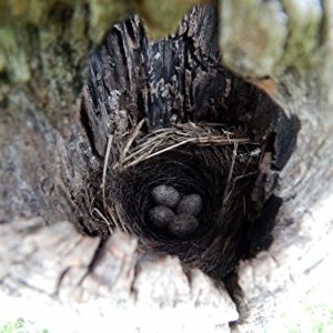 Home Comforts LAMINATED POSTER Tomatoes Healthy Vitamins Spring Onions Vegetables Poster 24x16 Adhesive Decal