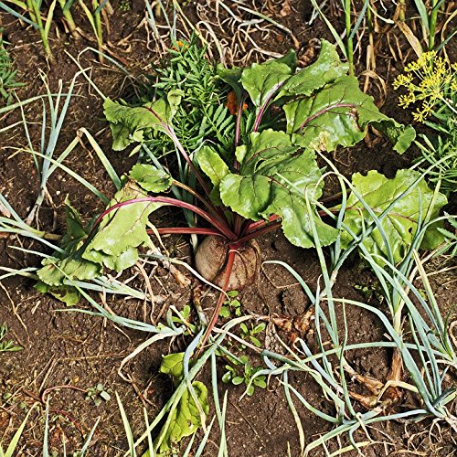 Home Comforts Laminated Poster Will Healthy Vitamins Beetroot Turnip Bed Poster 24x16 Adhesive Decal 1 Home Comforts Laminated Poster Will Healthy Vitamins Beetroot Turnip Bed Poster 24x16 Adhesive Decal